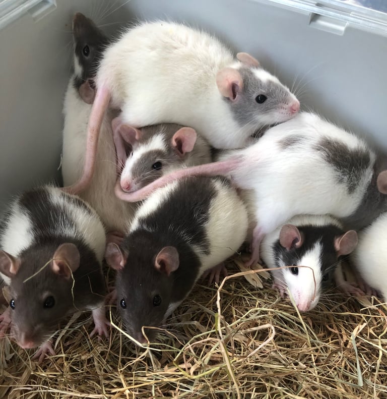 Very cute and friendly fancy baby rats