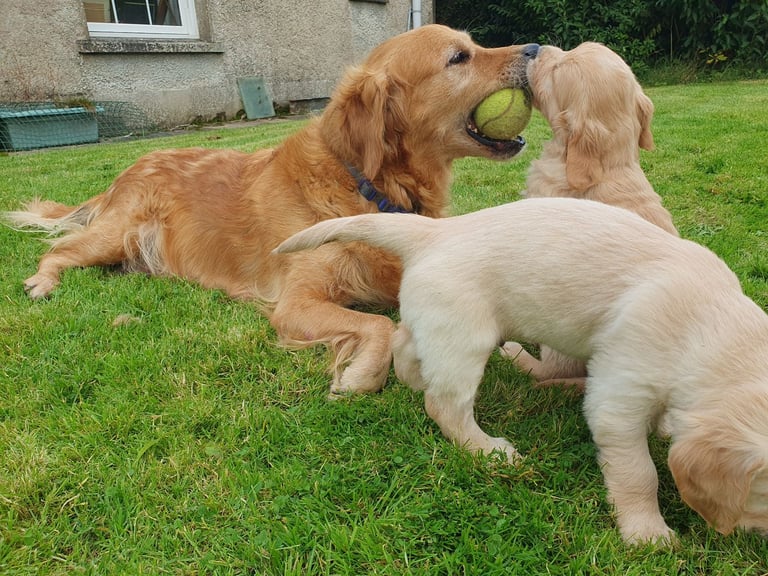 Purebred Pedigree Golden Retriever pups