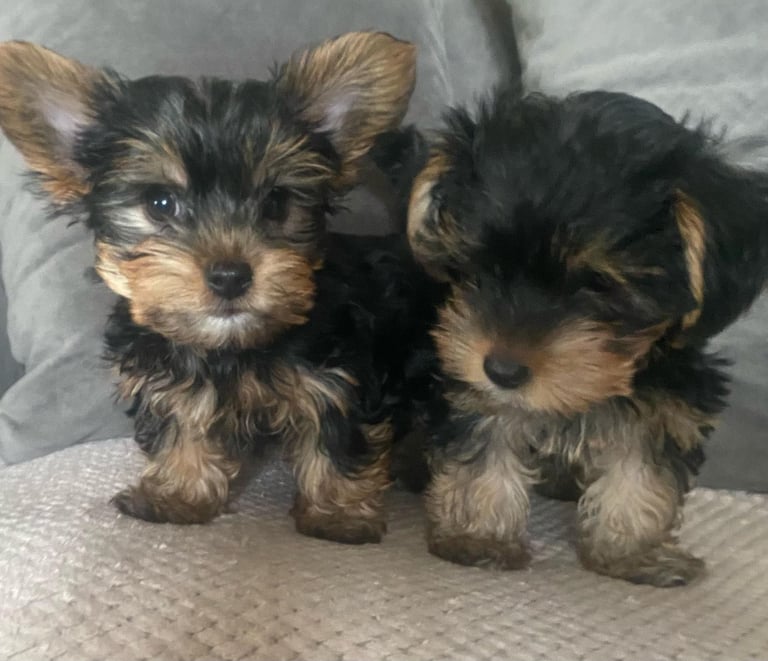 Gorgeous Yorkshire terrier puppies 