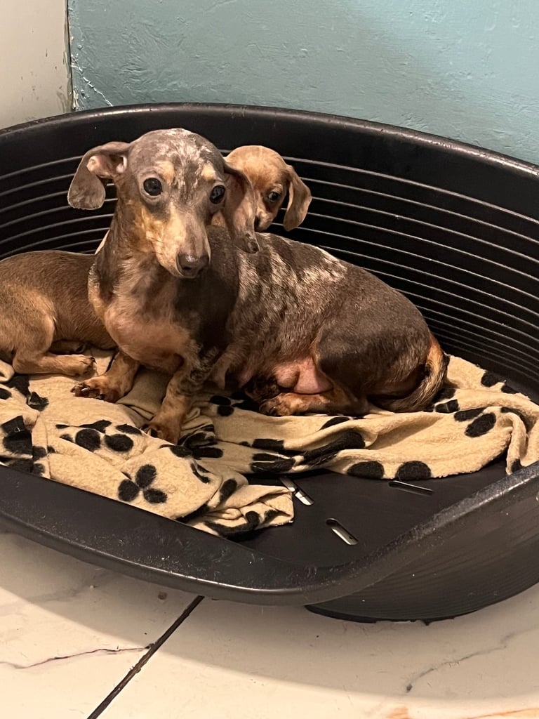 Miniature dachshund puppies ready