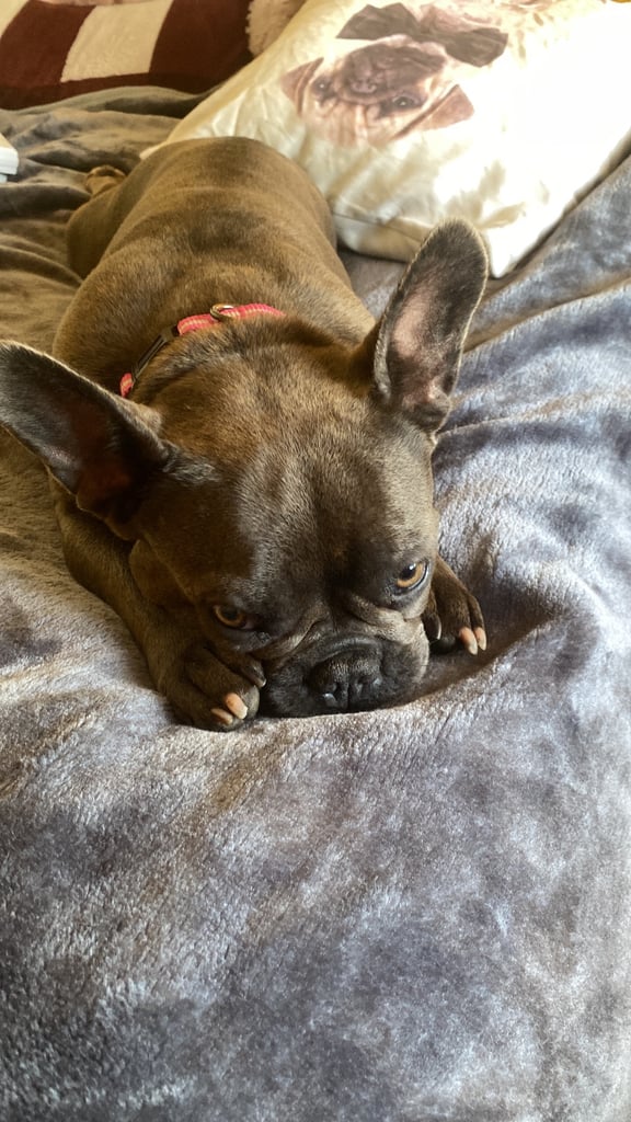 image for French bulldog age 4
