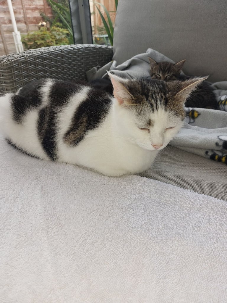 image for 2 Lovely cats needing a home.