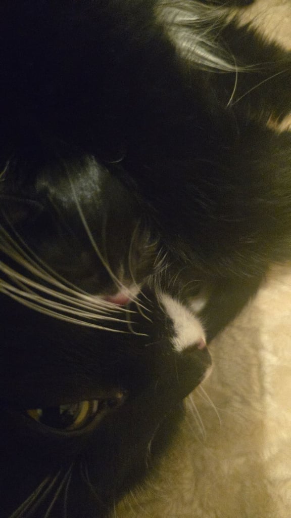 image for Long haired kittens 