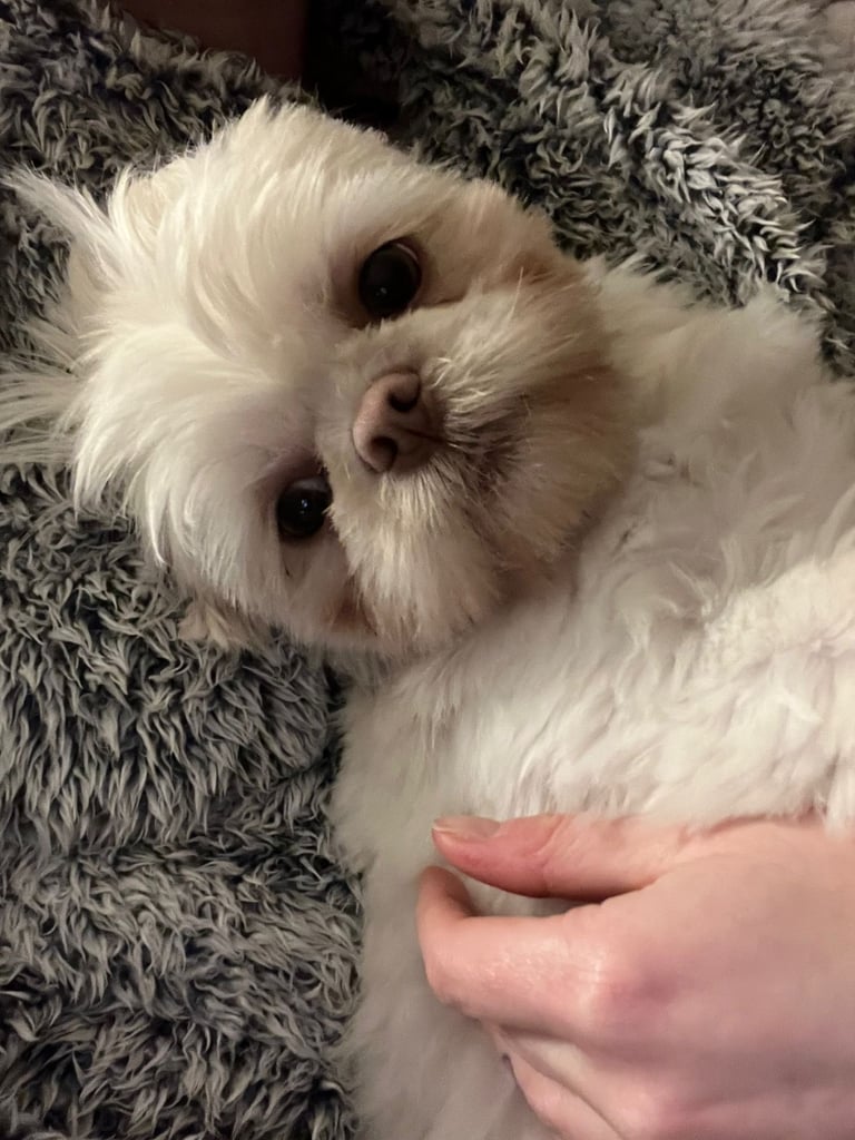 Female miniature shih Tzu 