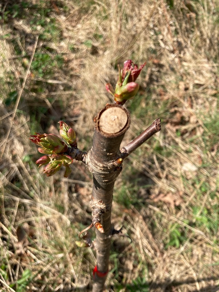 American cherry (Big size cherry) trees (£20 per tree)