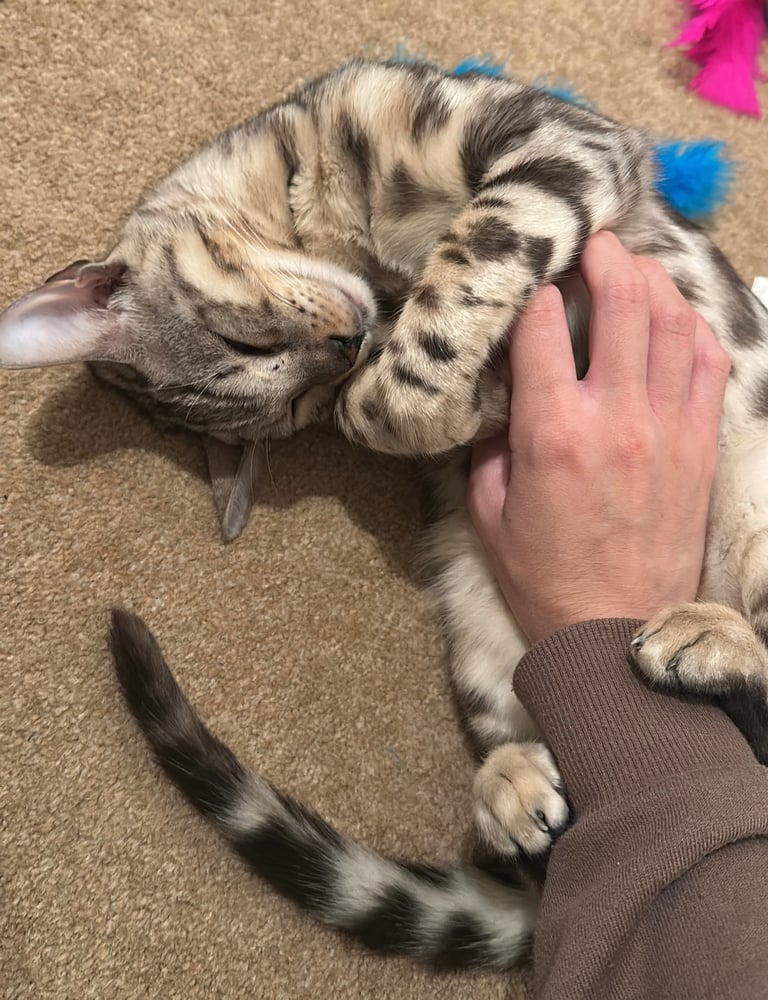 Beautiful bengal cat for sale