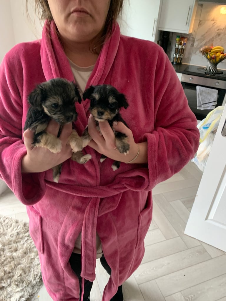 Toy maltipoo puppies (mini poodle)
