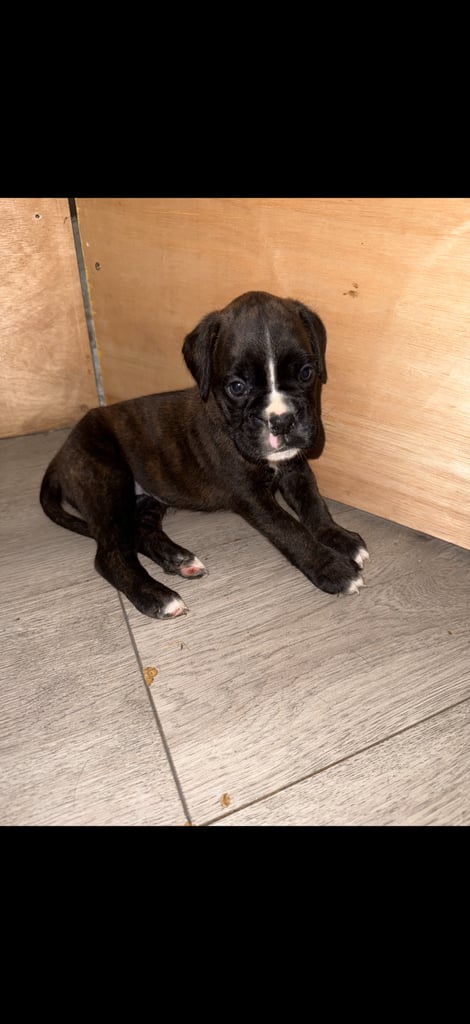 KC Boxer puppies - bobtail & longtail 🐶🩷💙
