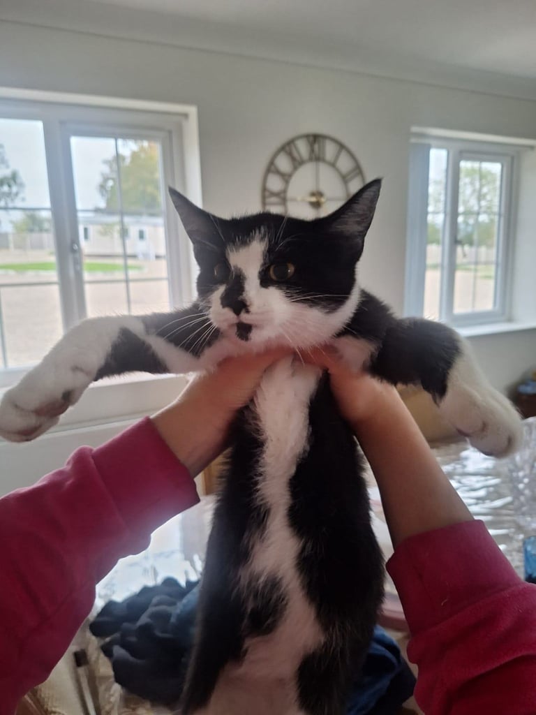 Kittens long and short haired