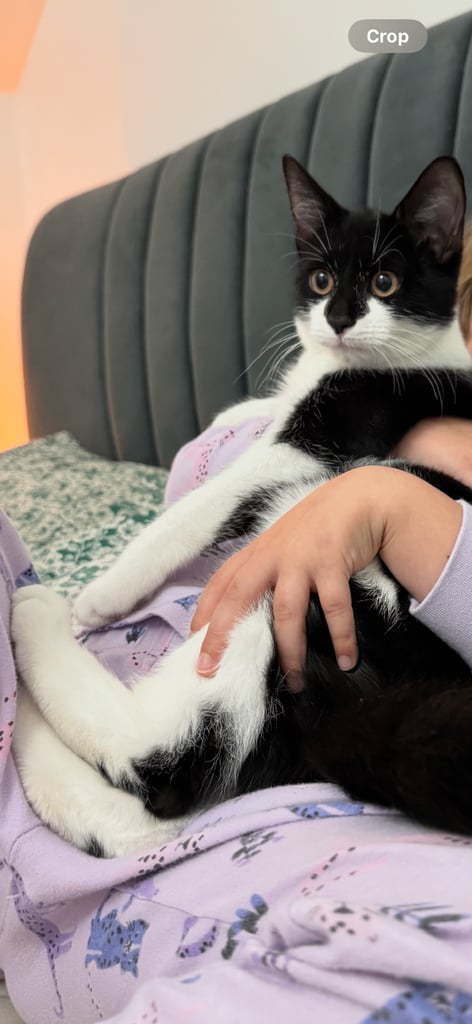 Male cat