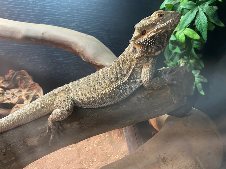 Bearded dragon and viv