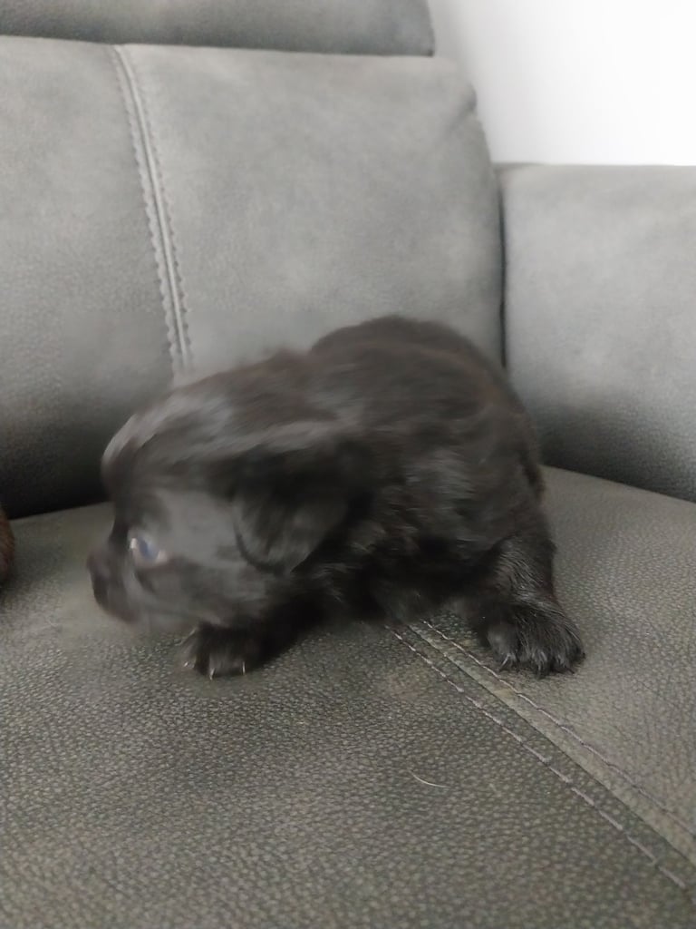 Pomeranian/terrior