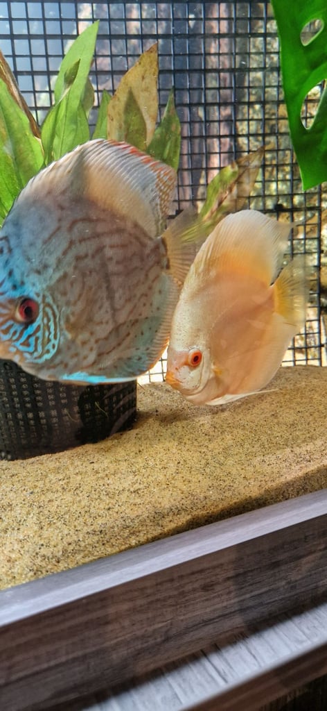 Discus pair for sale £150