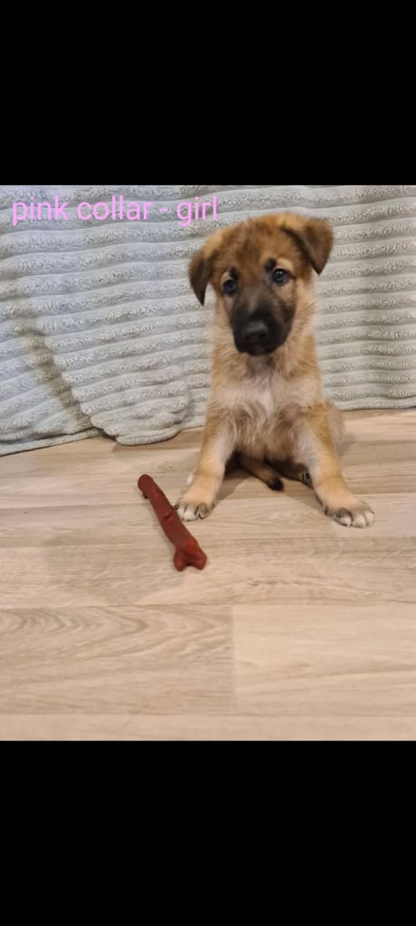 🐾 Adorable 8-Week-Old German Shepherd Puppies Ready for Their Forever Homes! 🐾