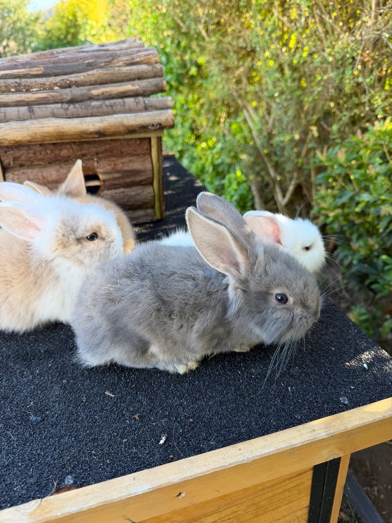 Baby bunny’s / rabbit for sale
