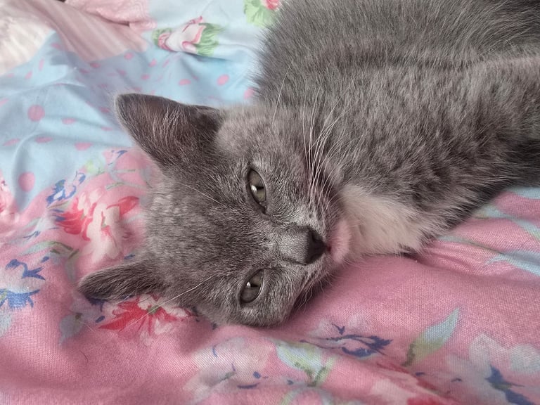 Female kitten british shorthair crossed ragdoll 