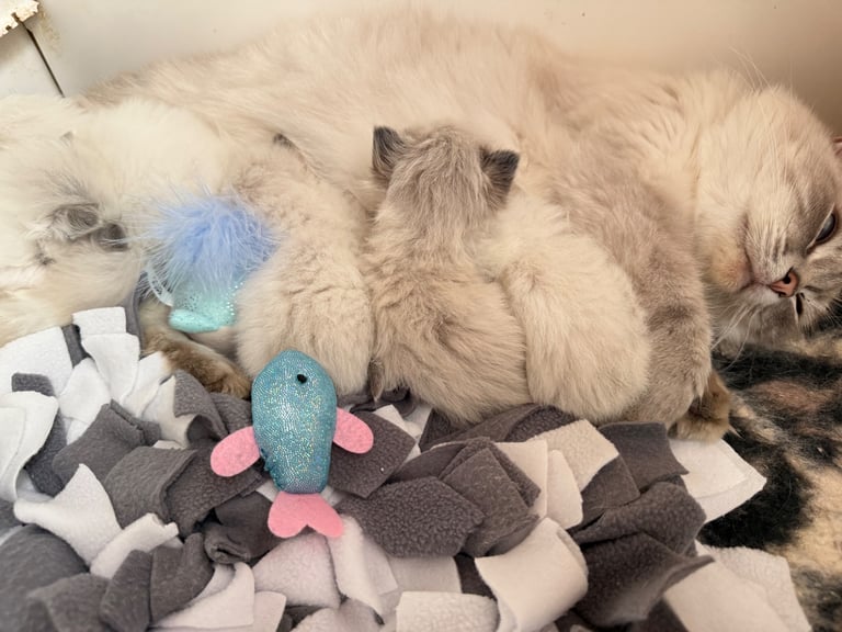 Gccf Ragdolls 🥇M&F 💙🩷 7wk 5 wk & 20wk kittens 