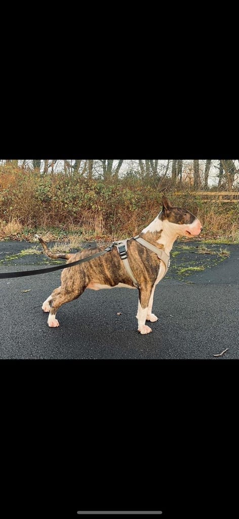 🏴󠁧󠁢󠁥󠁮󠁧󠁿 English Bull Terrier Puppies 🏴󠁧󠁢󠁥󠁮󠁧󠁿 