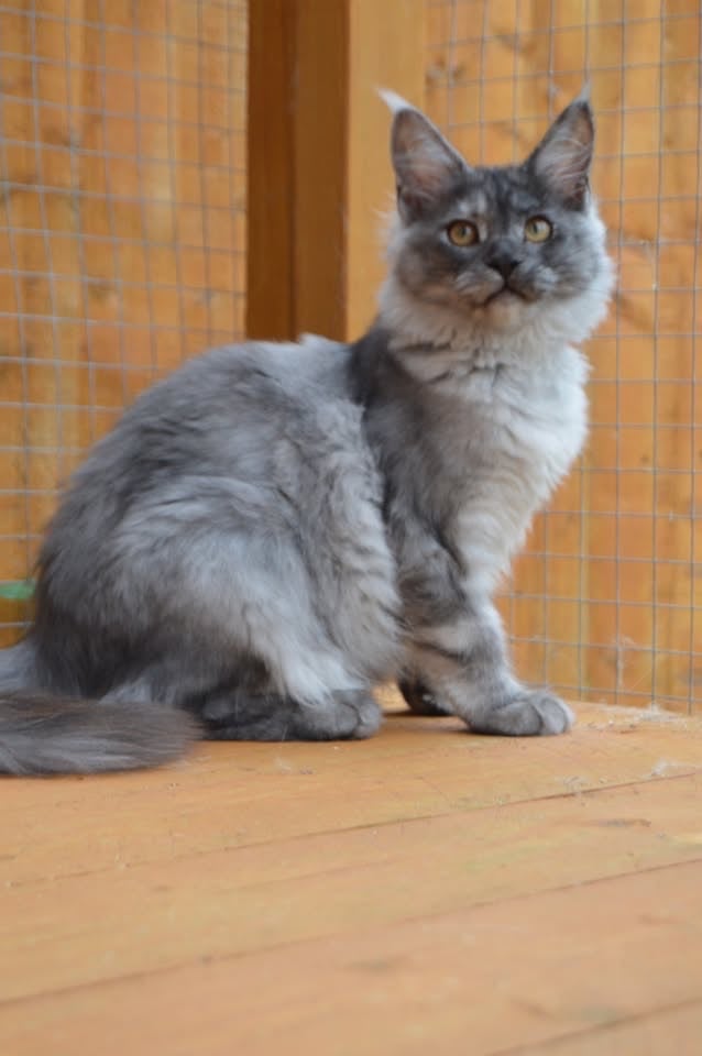 image for Maine Coon kitten female black smoke 