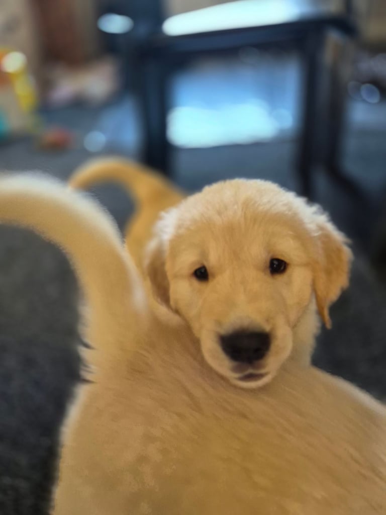 Golden retriever puppies 