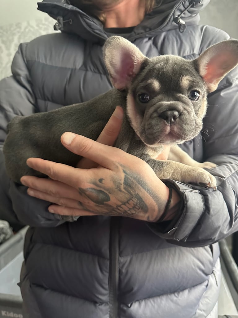 Female French Bulldog