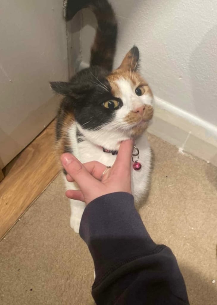 Beautiful tortishell 