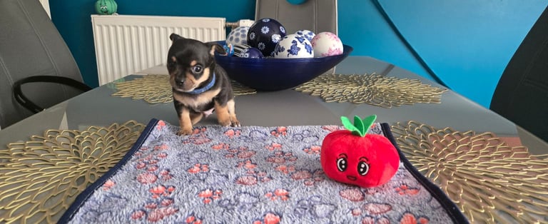 Chihuahua Puppies
