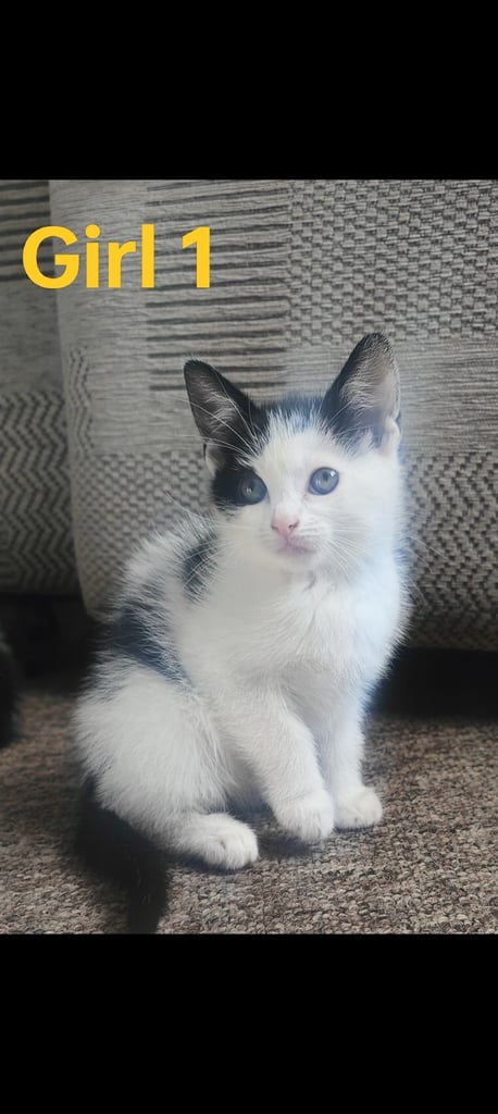 Kittens ready 3 girls 1 boy 