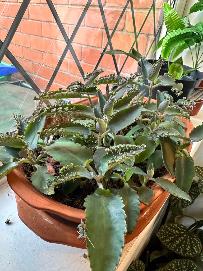 image for 🌿 Kalanchoe Daigremontiana – “Mother of Thousands” – Easy to Grow Succulent 🌿