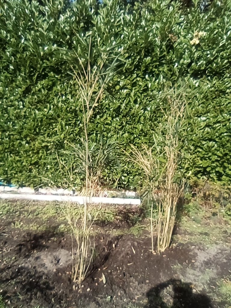 Tall mature bamboo plants - £10 each.
