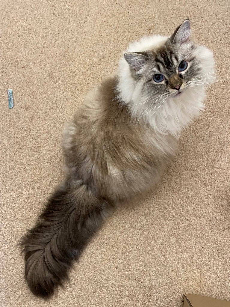 Female Adult Ragdoll for Rehoming