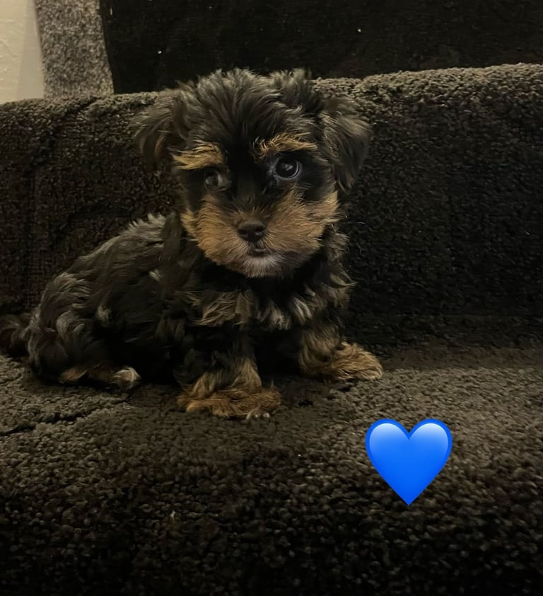 Gorgeous Yorkshire terrier puppies 