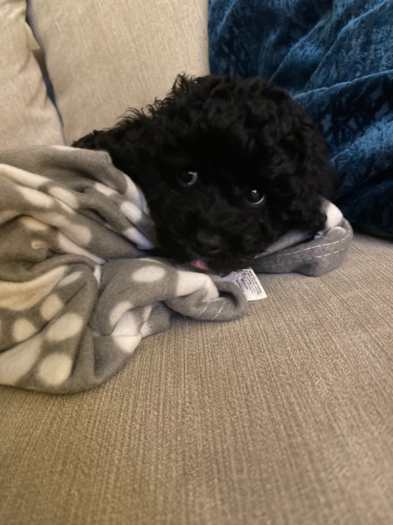 Puppy Poodle toy cross FEMALE