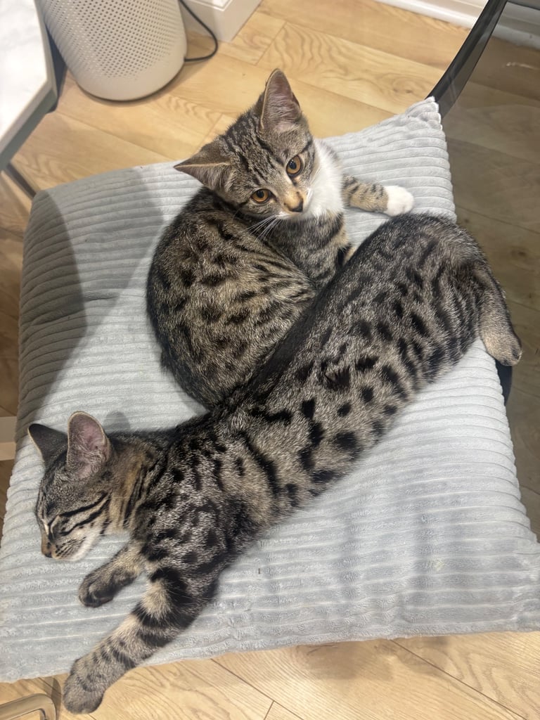 Beautiful mixed breed kittens 