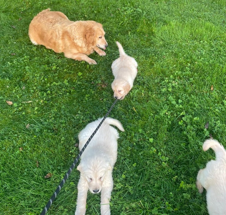 Golden Retriever puppies 