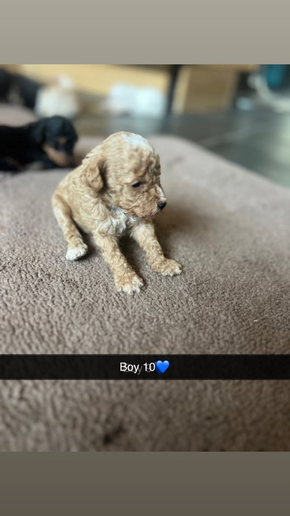 F1 b cockapoo puppies 