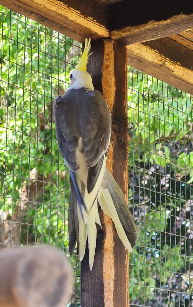 Baby cockatiels