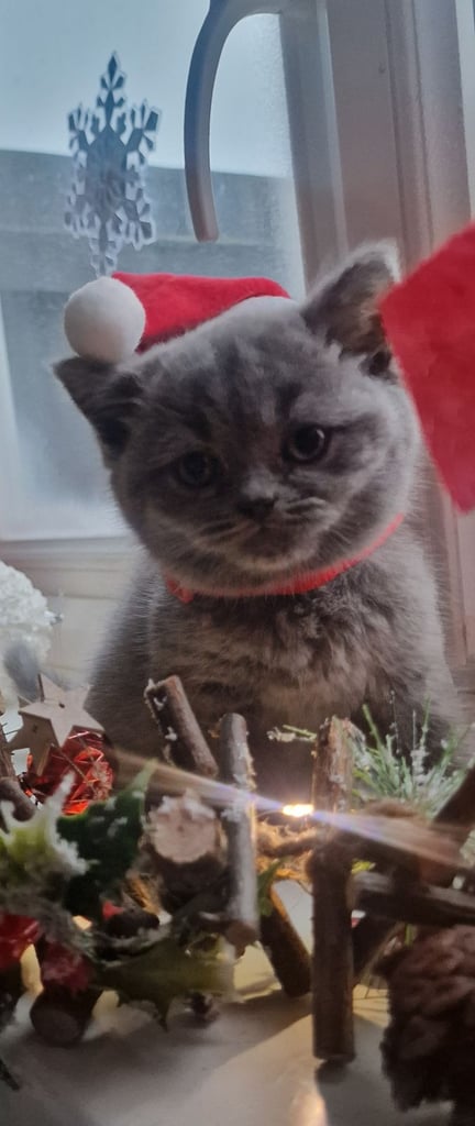 British Shorthair kittens ready to go
