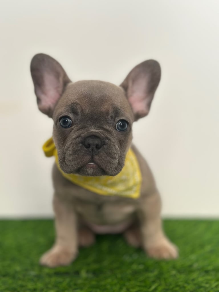 5 French bulldog puppies 