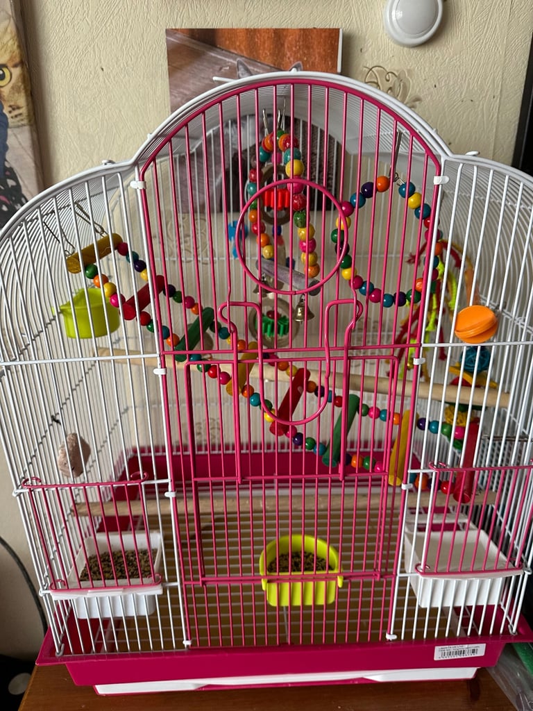 Female zebra finch 