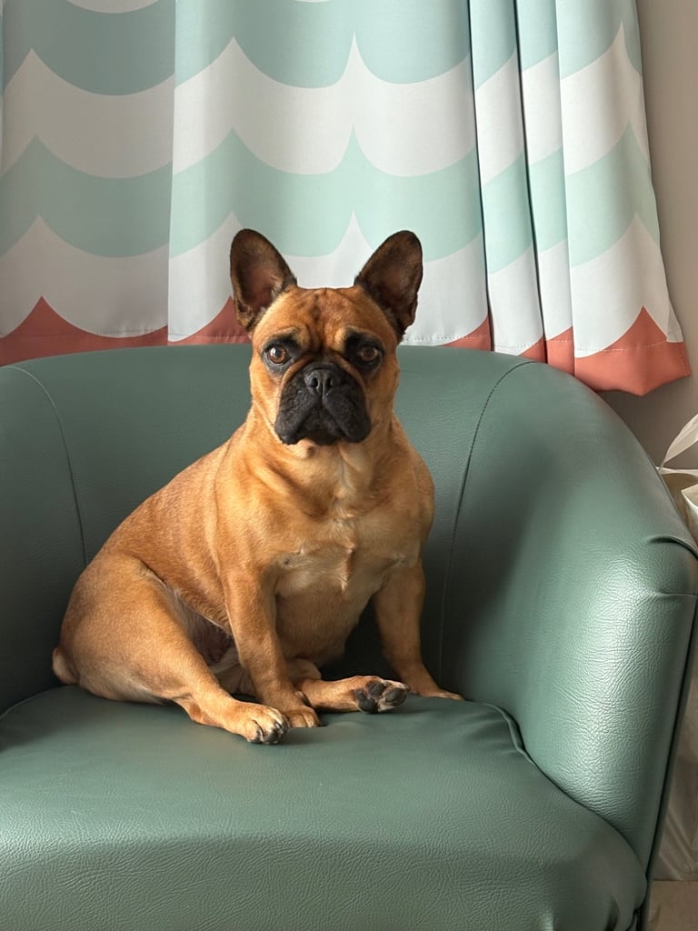 Frenchie x staffy boy Ready to go! 