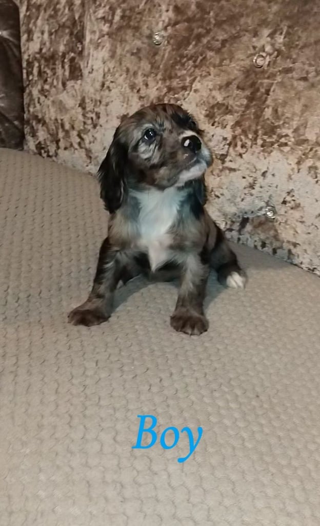 Cocker spaniel puppies 