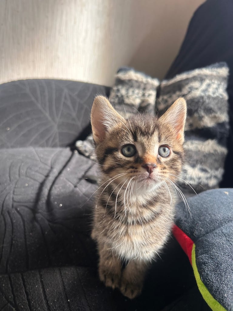 🐾 Adorable Kittens Looking for Their Forever Homes – 2 Girls & 3 Boys🐾