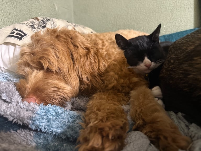 Lovely young cats looking for forever family 