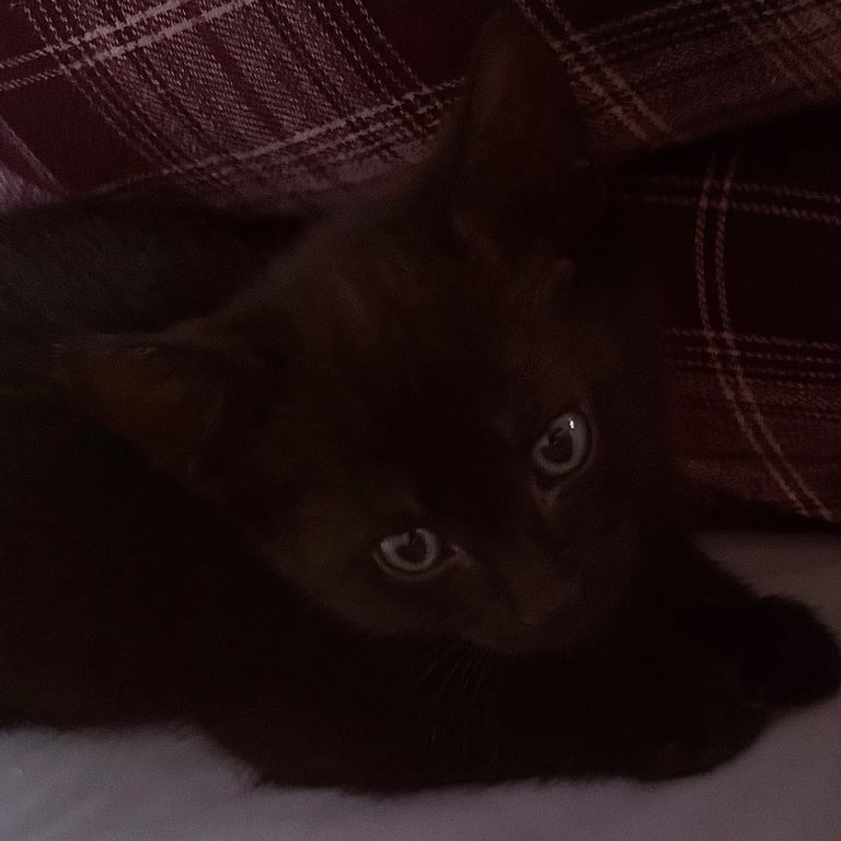 Kittens 
