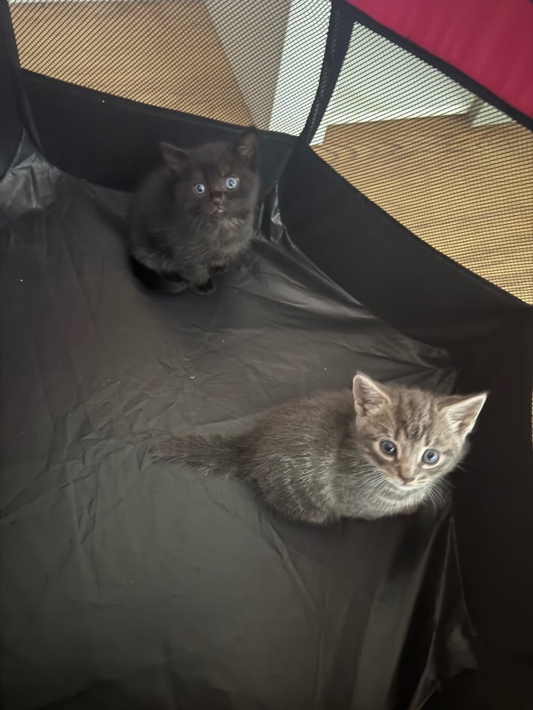 Kittens 