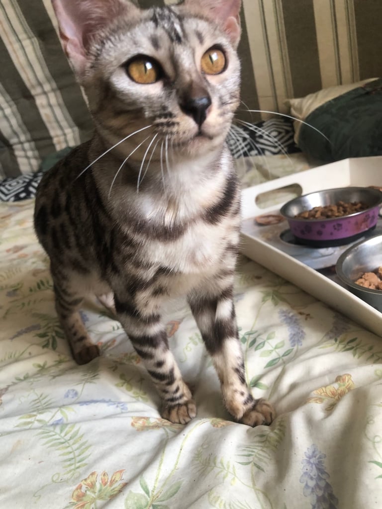 Bengal kitten female for sale
