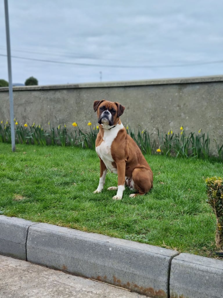 *Boxer puppies for sale*