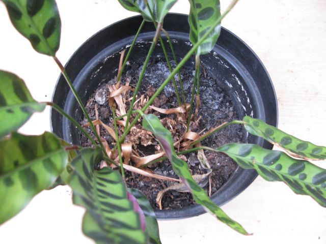 Plant Calathea Lancifolia