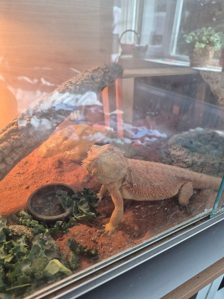 image for 2 bearded dragons 